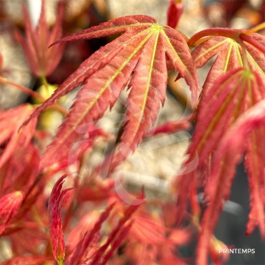 Acer palmatum 'Wilson's Pink Dwarf' - Érable du Japon