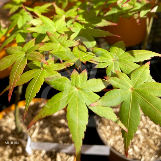 Acer palmatum 'Yashio' - Érable du Japon