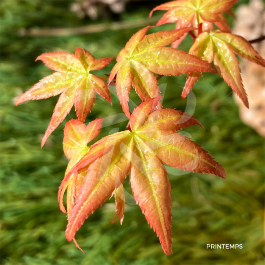 Acer palmatum 'Yashio' - Érable du Japon