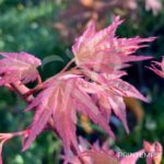 Acer palmatum 'Yashio' - Érable du Japon