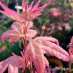 Acer palmatum 'Yashio' - Érable du Japon