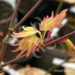 Acer palmatum 'Yashio' - Érable du Japon