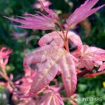 Acer palmatum 'Yashio' - Érable du Japon