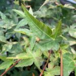 Acer palmatum 'Yashio' - Érable du Japon