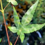 Acer palmatum 'Yashio' - Érable du Japon
