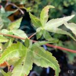 Acer palmatum 'Yashio' - Érable du Japon
