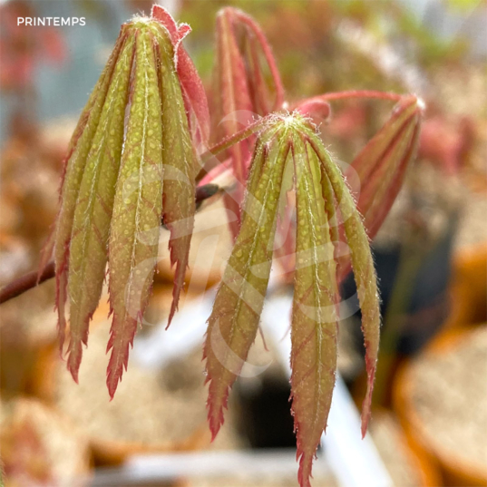 Acer palmatum 'Yoshimizu' - Érable du Japon