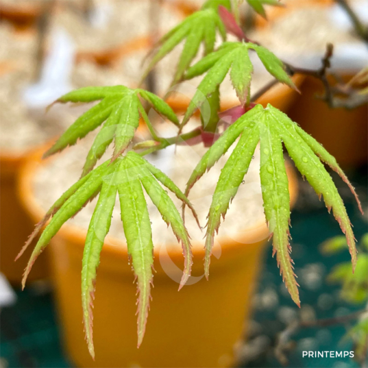 Acer palmatum 'Yuzen Momiji' - Érable du Japon