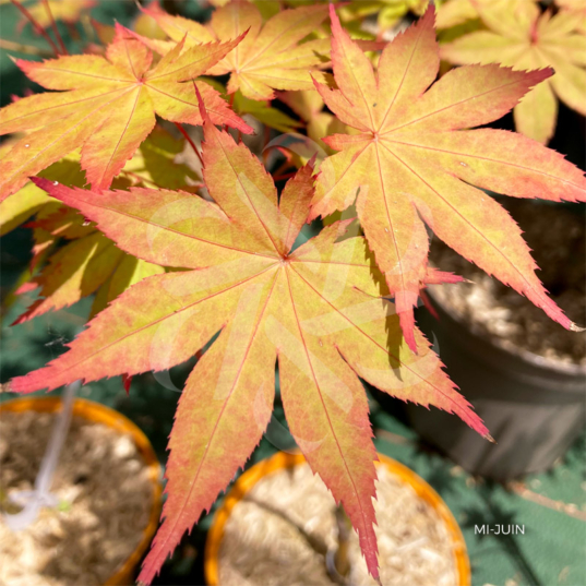 Acer Palmatum 'Zokumei' - Érable du Japon