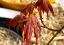 Acer Palmatum 'Zokumei' - Érable du Japon