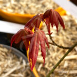 Acer Palmatum 'Zokumei' - Érable du Japon