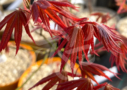 Acer Palmatum 'Zokumei' - Érable du Japon