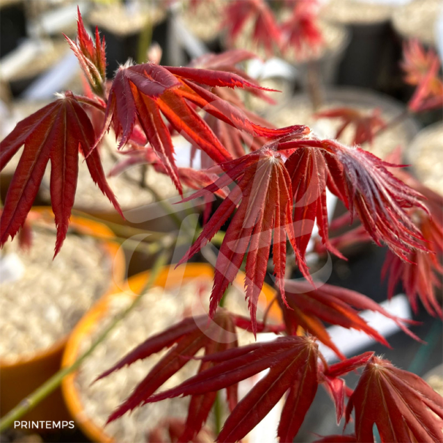 Acer Palmatum 'Zokumei' - Érable du Japon