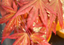 Acer Palmatum 'Zokumei' - Érable du Japon