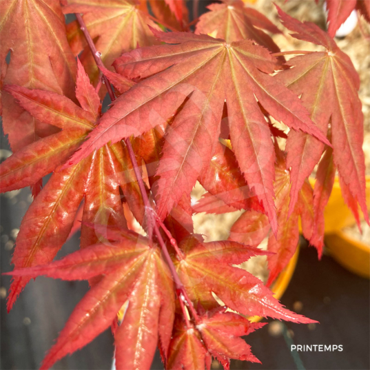 Acer Palmatum 'Zokumei' - Érable du Japon