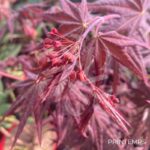 Acer Palmatum 'Zokumei' - Érable du Japon