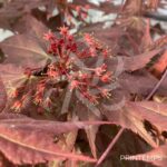 Acer Palmatum 'Zokumei' - Érable du Japon
