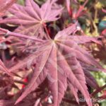 Acer Palmatum 'Zokumei' - Érable du Japon