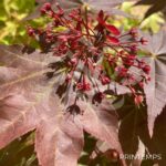 Acer Palmatum 'Zokumei' - Érable du Japon