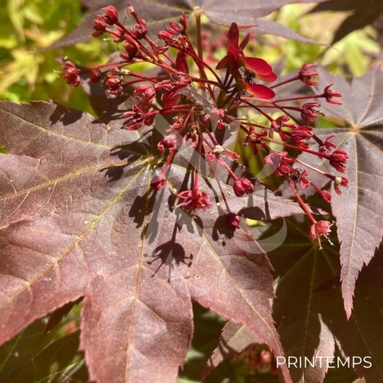 Acer Palmatum 'Zokumei' - Érable du Japon