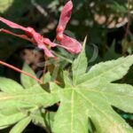 Acer Palmatum 'Zokumei' - Érable du Japon