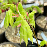 Acer pseudosieboldianum 'F Nakai' - Érable du Japon