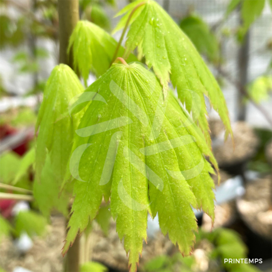 Acer pseudosieboldianum 'F Nakai' - Érable du Japon