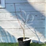 Acer pseudosieboldianum 'F Pilosum' - Érable du Japon