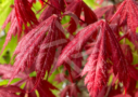 Acer shirasawanum 'Gloria' - Érable du Japon