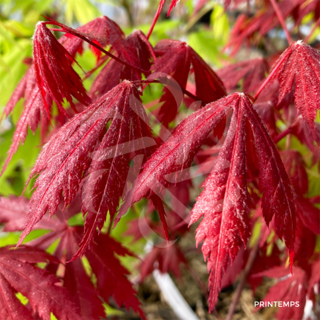 Acer shirasawanum 'Gloria' - Érable du Japon