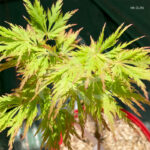 Acer shirasawanum 'Green Snowflake' - Érable du Japon