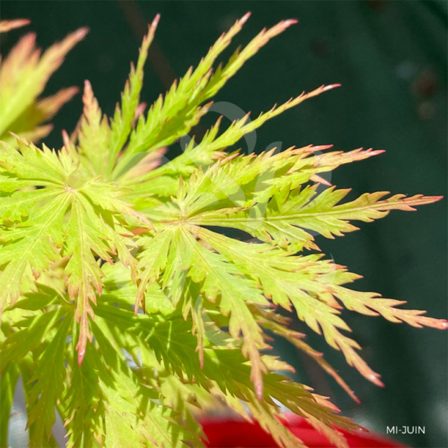 Acer shirasawanum 'Green Snowflake' - Érable du Japon