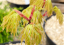 Acer shirasawanum 'Green Snowflake' - Érable du Japon