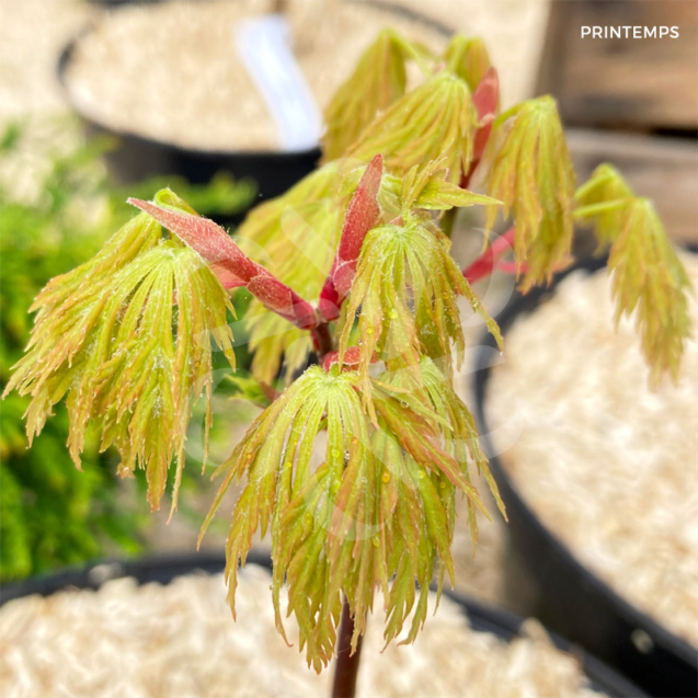 Acer shirasawanum 'Green Snowflake' - Érable du Japon