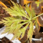 Acer shirasawanum 'Green Snowflake' - Érable du Japon