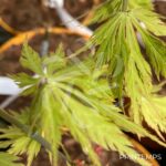 Acer shirasawanum 'Green Snowflake' - Érable du Japon