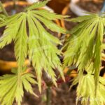 Acer shirasawanum 'Green Snowflake' - Érable du Japon