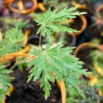 Acer shirasawanum 'Green Snowflake' - Érable du Japon