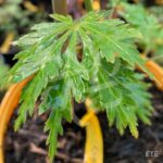 Acer shirasawanum 'Green Snowflake' - Érable du Japon