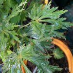 Acer shirasawanum 'Green Snowflake' - Érable du Japon