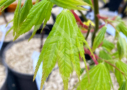 Acer shirasawanum 'Jordan' - Érable du Japon