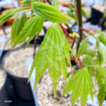 Acer shirasawanum 'Jordan' - Érable du Japon