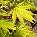 Acer shirasawanum 'Jordan' - Érable du Japon