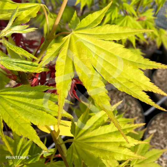 Acer shirasawanum 'Jordan' - Érable du Japon