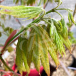 Acer Shirasawanum 'Moonrise' - Érable du Japon