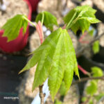 Acer sieboldianum 'Ayae Gasa' - Érable du Japon