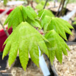 Acer sieboldianum 'Ayae Gasa' - Érable du Japon