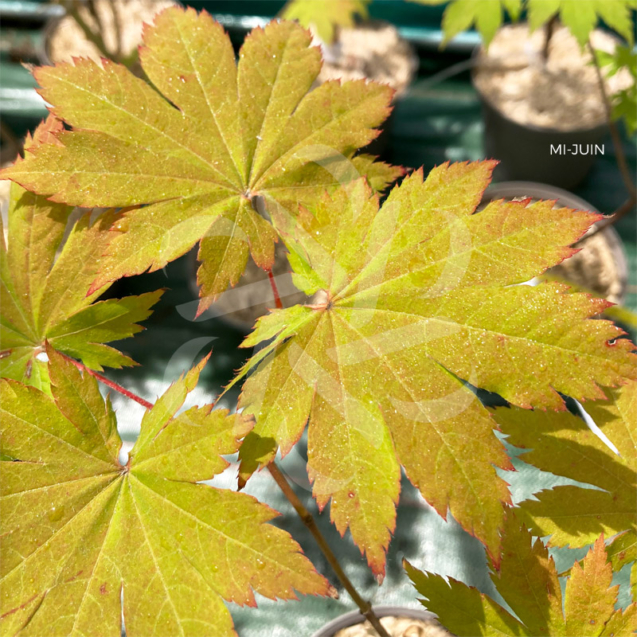 Acer sieboldianum 'F Pilosum' - Érable du Japon