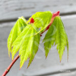 Acer sieboldianum 'F Pilosum' - Érable du Japon