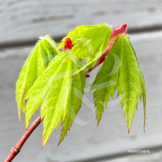 Acer sieboldianum 'F Pilosum' - Érable du Japon